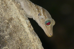 Gekko albomaculatus