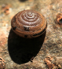 Perforatella bidentata