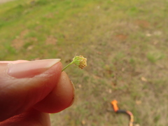 Lomatium cookii