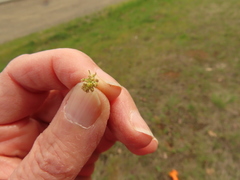 Lomatium cookii