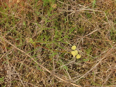 Lomatium cookii