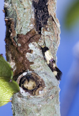 Opogona comptella