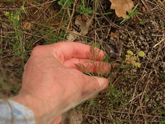 Lomatium cookii