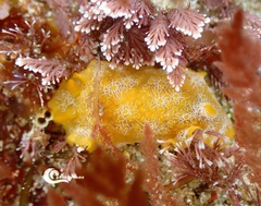 Doriopsilla areolata