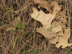 Lomatium cookii
