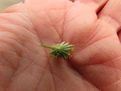 Lomatium cookii