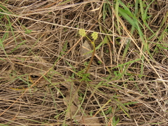 Lomatium cookii