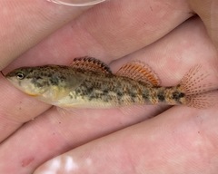 Etheostoma spectabile