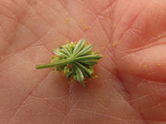 Lomatium cookii