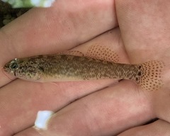 Etheostoma crossopterum