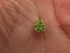 Lomatium cookii