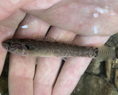 Etheostoma crossopterum