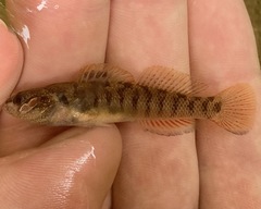 Etheostoma smithi
