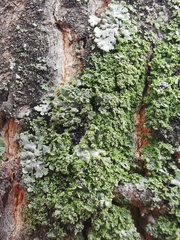 Phaeophyscia nigricans