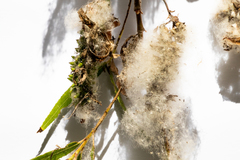 Salix humboldtiana