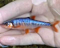 Lythrurus fasciolaris