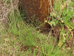 Lomatium cookii