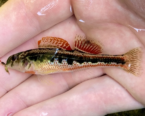 Splendid darter (Etheostoma barrenense) — Percidae — 2