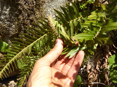 Polystichum imbricans curtum