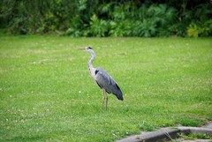 Ardea cinerea