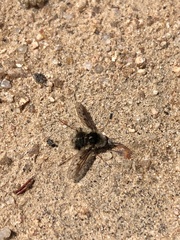 Bombylius diegoensis