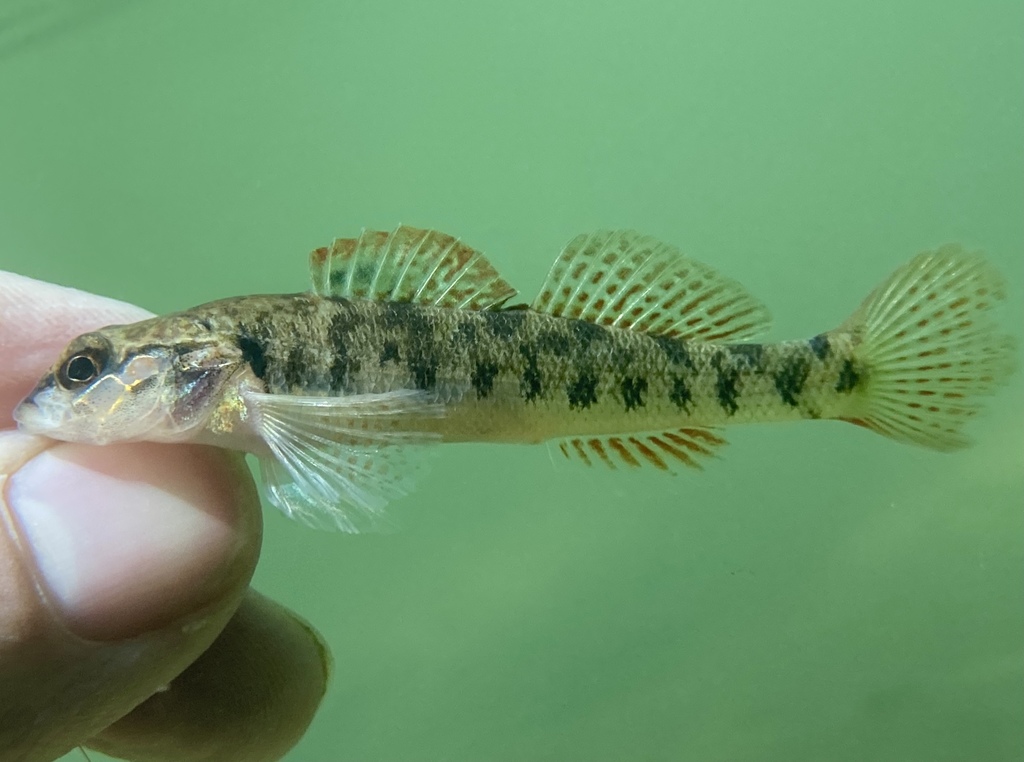 Barcheek darter (Etheostoma obeyense) — Percidae
