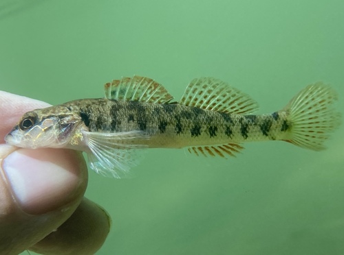Barcheek darter (Etheostoma obeyense) — Percidae