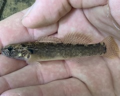 Etheostoma crossopterum