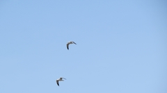 Larus fuscus barabensis
