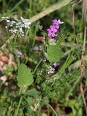 Erodium malacoides