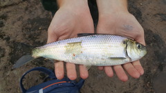 Alewife photo 5