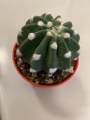 Echinopsis subdenudata