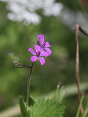Erodium malacoides