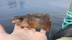 Tautogolabrus adspersus