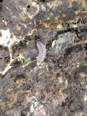 Miktoniscus