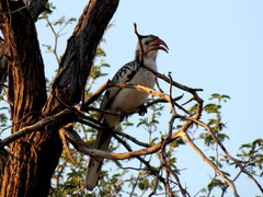 Tockus damarensis
