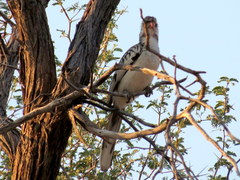 Tockus damarensis