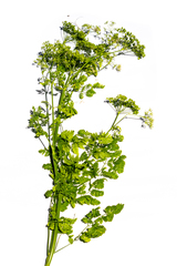 Conium maculatum
