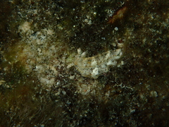 Plakobranchus