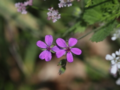 Erodium malacoides