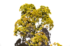 Conium maculatum