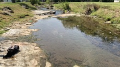 Thoburnia atripinnis