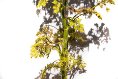 Conium maculatum