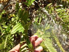 Polystichum imbricans curtum