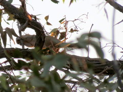 Funisciurus congicus