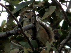 Funisciurus congicus