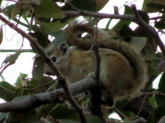 Funisciurus congicus