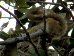 Funisciurus congicus