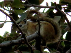 Funisciurus congicus