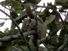 Funisciurus congicus